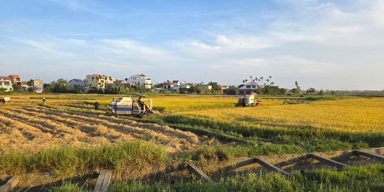 Reisernte Hoi An